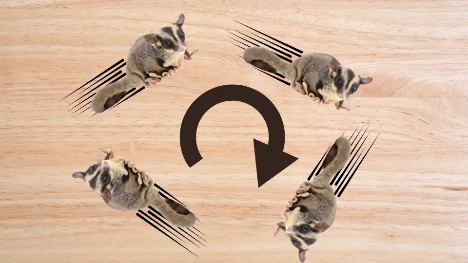 Sugar Glider Running in Circles All You Need to Know