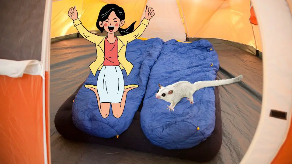 Sugar Glider Tent Time Everything You Need to Know