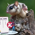 Sugar Glider as Pet Pros and Cons