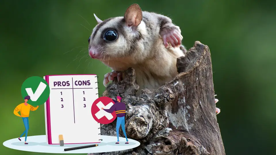 Sugar Glider as Pet Pros and Cons