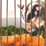 A Complete Guide to Cages for Sugar Gliders Size, Safety, and More