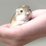 All You Need to Know About Bonding And Training Your Gerbil