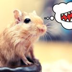 Bitten by Curiosity Understanding Why Your Gerbil is Biting You
