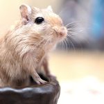 Enriching Your Gerbil's Life A Guide to Toys, Activities, and a Safe Environment
