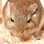 Frequency is key A Guide to Changing Gerbil Bedding for a Clean Cage