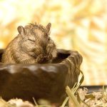 Gerbil-Proofing Your Home A Guide to Keep Your Gerbil Safe
