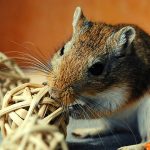 Pros and Cons of Keeping Gerbils as Pets