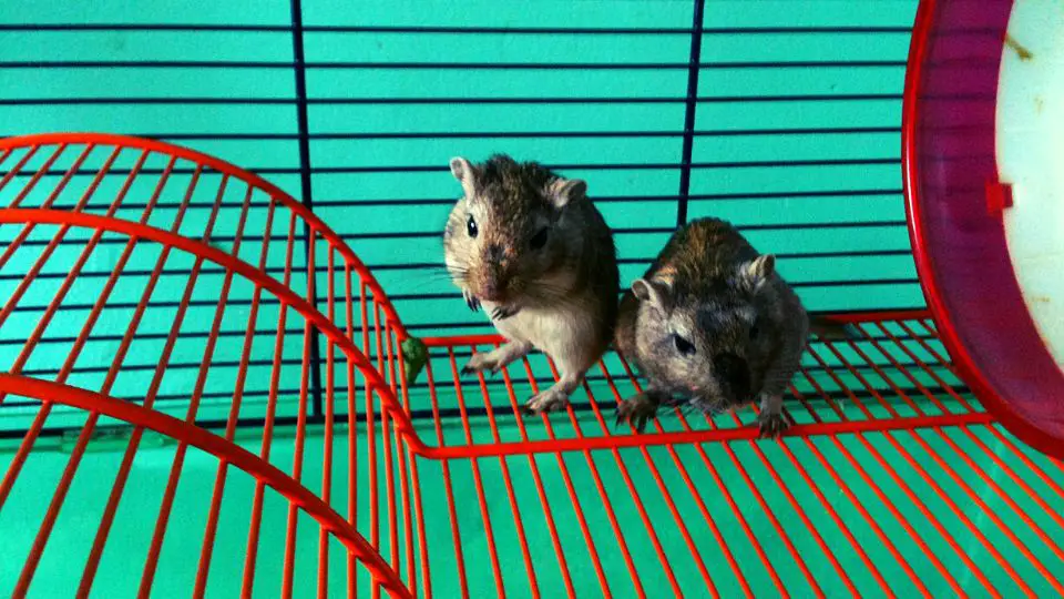 The Comprehensive Guide to Keeping Gerbils as Pets