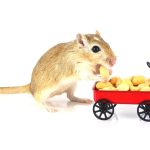 The Importance of Enrichment for Gerbils