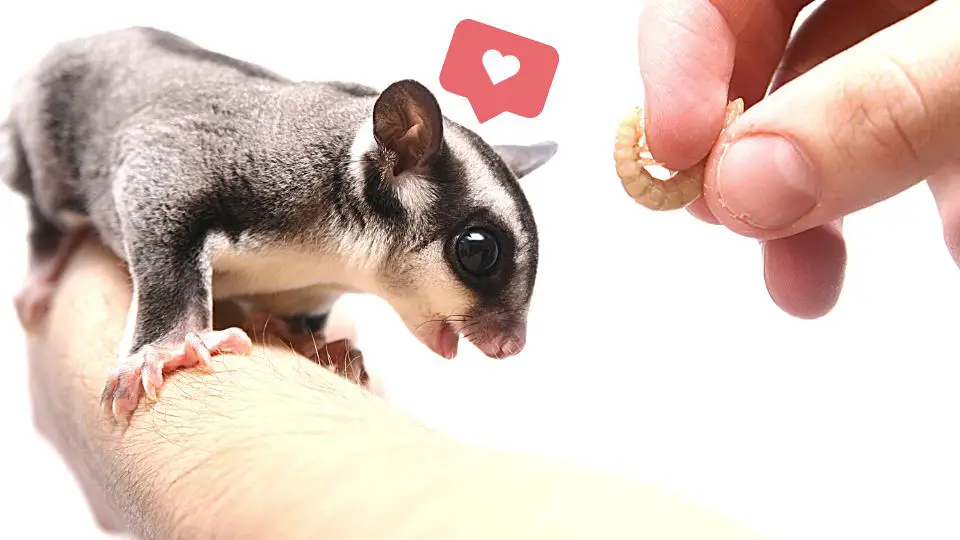 The Ultimate Guide to Sugar Glider Diet