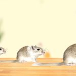 Understanding Gerbil Lifespan and Knowing When it's Time to Say Goodbye