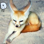 Can Fennec Foxes Live in Cold Weather
