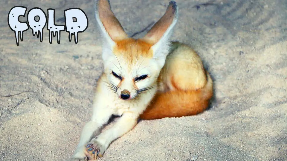 Can Fennec Foxes Live in Cold Weather