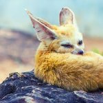 Common Health Issues in Fennec Foxes