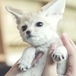 Complete Guide to Keeping Fennec Fox as Pet