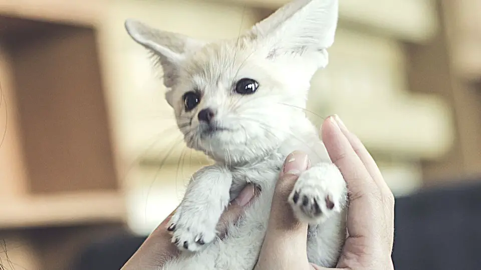 Complete Guide to Keeping Fennec Fox as Pet