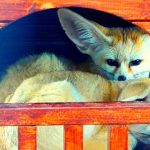 Enrichment and Exercise for Fennec Foxes