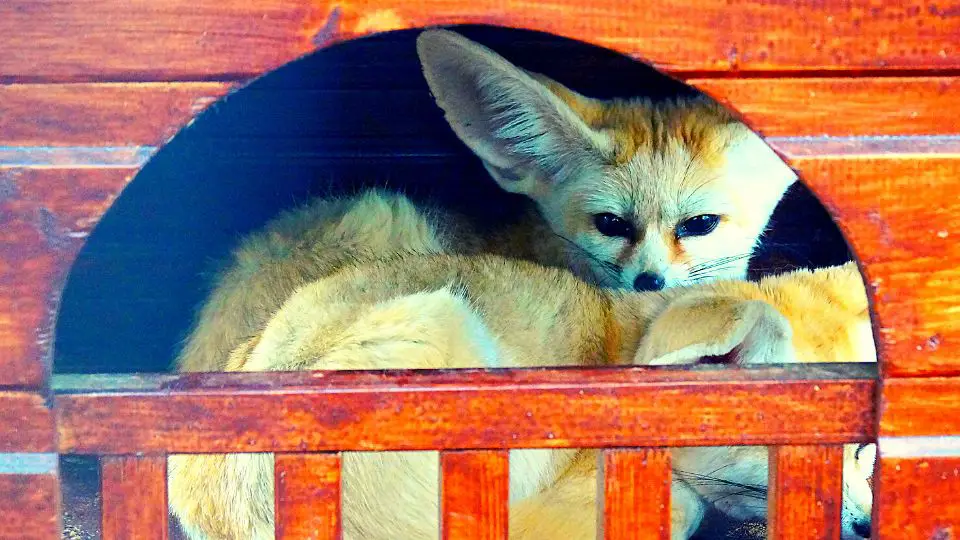 Enrichment and Exercise for Fennec Foxes