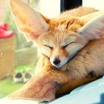 Housing and Care Requirements for Fennec Foxes