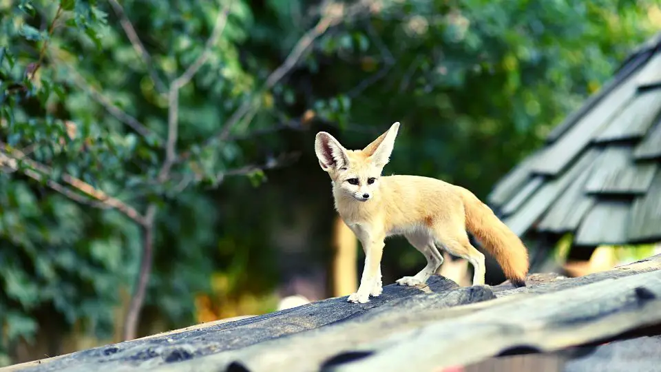 Keeping Fennec Foxes as Pets Pros and Cons