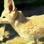 Understanding Fennec Fox Biology and Behavior