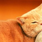 All About British Shorthair Grooming