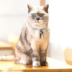 Are British Shorthair Cats Friendly?