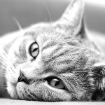 Are British Shorthair Cats Hypoallergenic?