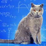 Are British Shorthair Cats Smart?
