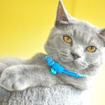 Are British Shorthairs Affectionate?
