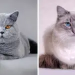 British Shorthair vs Ragdoll Cats