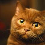 Can British Shorthair Cats Be Left Alone