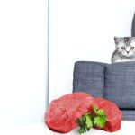 Can British Shorthair Eat Raw Meat