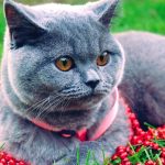 Can British Shorthair cats go outside?