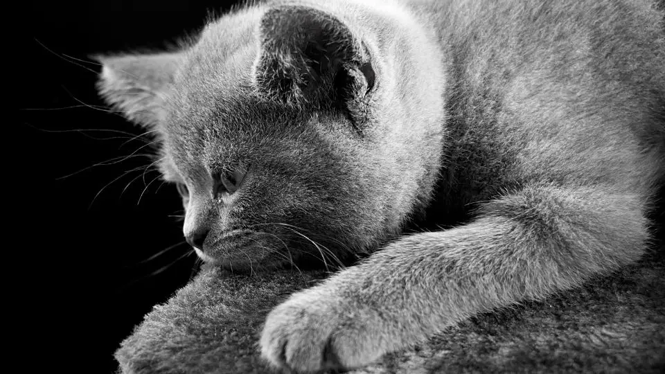 Do British Shorthair Cats Have Breathing Problems?