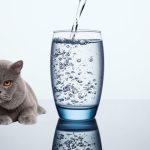 Do British Shorthair Cats Like Water?