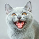Do British Shorthair Cats Meow a Lot ?