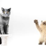 Do British Shorthair Cats Scratch Furniture?
