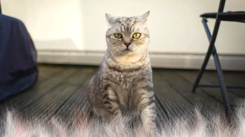Do British Shorthairs Shed? All You Need To Know