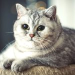 How Long Do British Shorthairs Live?