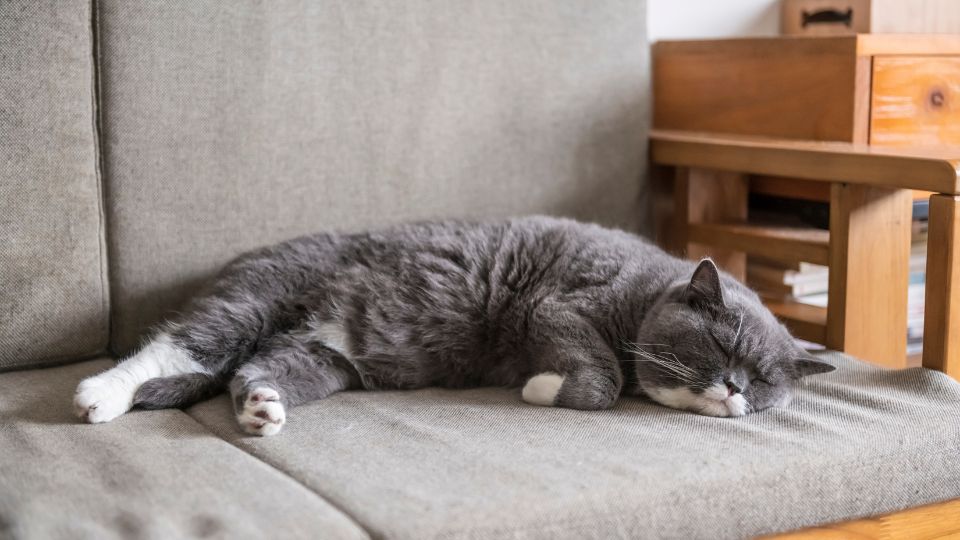 How Long do British Shorthair Cats Sleep?
