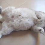 How long is a British Shorthair Pregnant For