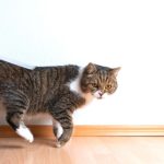 How to Train Your British Shorthair