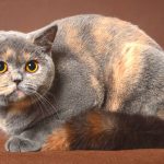 Is British Shorthair An Indoor Cat?