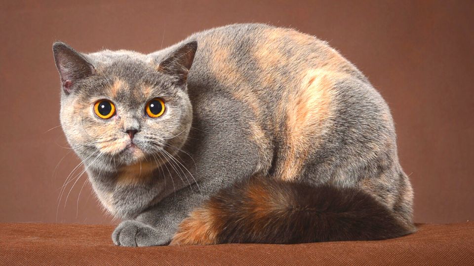Is British Shorthair An Indoor Cat?