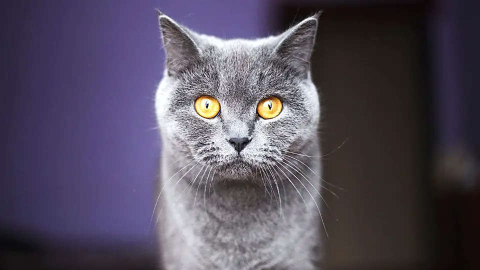Ultimate Guide to British Shorthair Care