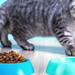Why Is My British Shorthair Always Hungry?