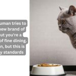 10 Reasons Why Your Cat Is Not Eating