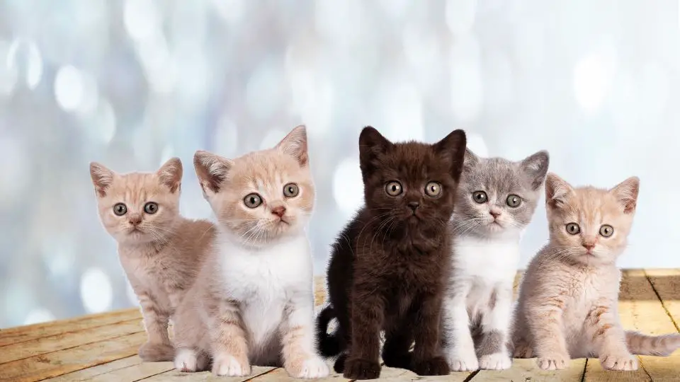 All Types of British Shorthair