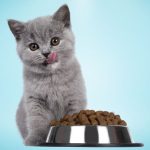 Best British Shorthair Kitten Diet